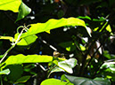 %_tempFileName231%20mariposa%20en%20Croton%