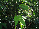 %_tempFileName233%20Herbivoria%20en%20Dalechampia%