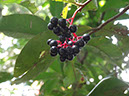 %_tempFileName234%20Frutos%20de%20Ardisia%