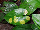 %_tempFileName24%20Manchas%20cloroticas%20en%20Syngonium%