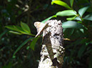 %_tempFileName244%20Mariposa%20de%20Croton%