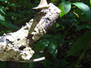 %_tempFileName245%20Mariposa%20de%20Croton%