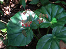 %_tempFileName246%20Inflorescencia%20de%20Begonia%