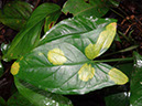 %_tempFileName25%20Manchas%20cloroticas%20en%20Syngonium%