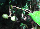 %_tempFileName252%20Insectos%20chupadores%20en%20tallos%20de%20Desmopsis%20y%20frutos%
