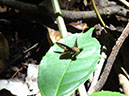 %_tempFileName254%20Mariposa%20de%20Croton%