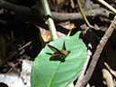 %_tempFileName255%20Mariposa%20de%20Croton%