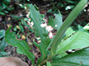 %_tempFileName257%20Herbivoria%20en%20Vochysia%20%