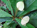 %_tempFileName258%20Flores%20de%20Dalechampia%