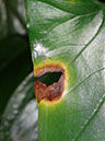 %_tempFileName26%20Mancha%20necrotica%20en%20Syngonium%