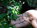%_tempFileName260%20Frutos%20de%20Dalechampia%