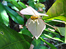 %_tempFileName261%20Flores%20de%20Dalechampia%
