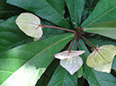 %_tempFileName263%20Flores%20de%20Dalechampia%