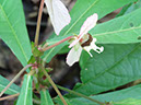 %_tempFileName264%20insecto%20en%20flor%20de%20Dalechampia%