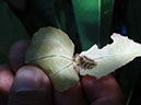 %_tempFileName266%20Larva%20herbivora%20en%20flor%20%