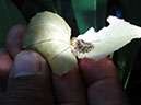 %_tempFileName267%20Larva%20herbivora%20en%20flor%20%