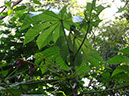 %_tempFileName268%20Herbivoria%20en%20Cecropia%