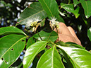 %_tempFileName269%20Flores%20de%20Inga%
