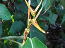 %_tempFileName271%20Frutos%20de%20Heliconia%