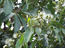 %_tempFileName272%20Flores%20de%20Inga%