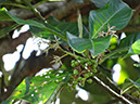 %_tempFileName274%20Flor%20y%20fruto%20de%20Parathesis%20%
