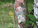 %_tempFileName275%20Orquidea%20epifita%