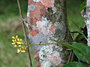%_tempFileName276%20Orquidea%20epifita%