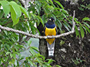%_tempFileName279%20Trogon%20violaceus%