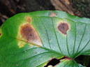 %_tempFileName28%20Manchas%20necroticas%20en%20Syngonium%
