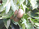 %_tempFileName280%20Frutos%20de%20Tabernaemontana%