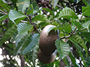 %_tempFileName281%20Frutos%20de%20Tabernaemontana%