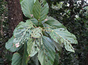 %_tempFileName287%20Herbivoria%20en%20Alchornea%20%