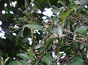 %_tempFileName288%20Flores%20de%20Croton%