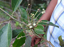 %_tempFileName289%20Flores%20de%20Croton%