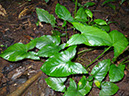 %_tempFileName29%20Syngonium%20atacado%20por%20hongos%20biotrofos%