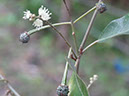 %_tempFileName290%20Flores%20y%20fruto%20%20de%20Croton%