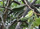 %_tempFileName291%20Frutos%20Inga%20pavoniana%