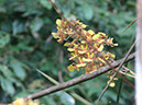 %_tempFileName292%20Orquidea%20epifita%
