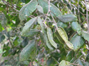 %_tempFileName293%20Frutos%20Inga%20pavoniana%