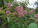 %_tempFileName295%20Flores%20de%20Conostegia%20xalapensis%