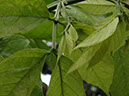 %_tempFileName296%20Nectario%20extrafloral%