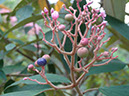 %_tempFileName297%20Frutos%20de%20Conostegia%20xalapensis%