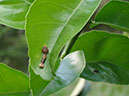 %_tempFileName298%20Larva%20de%20Papilio%