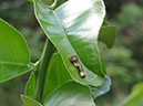 %_tempFileName299%20Larva%20de%20Papilio%
