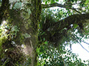 %_tempFileName3%20Plantas%20epifitas%