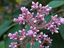 %_tempFileName300%20Flores%20de%20Conostegia%20xalapensis%
