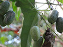 %_tempFileName303%20Frutos%20de%20cucurbitacea%