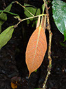 %_tempFileName31%20Hoja%20roja%