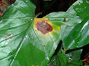 %_tempFileName32%20Mancha%20necrotica%20en%20Syngonium%