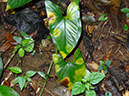 %_tempFileName33%20Syngonium%20atacado%20por%20hongos%
